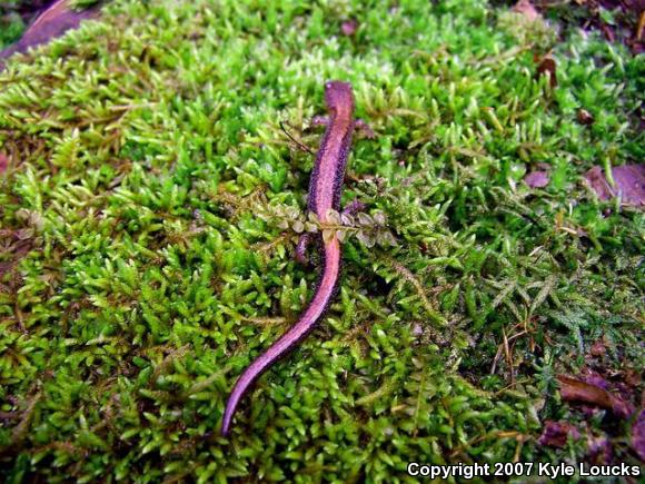 Eastern Red-backed Salamander (Plethodon cinereus)