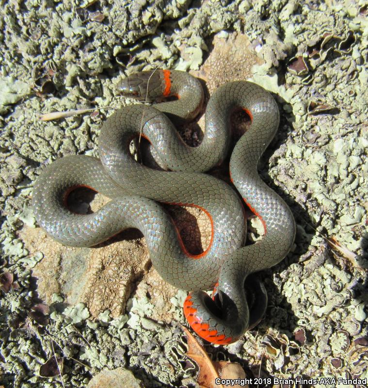 Monterey Ring-necked Snake (Diadophis punctatus vandenburgii)