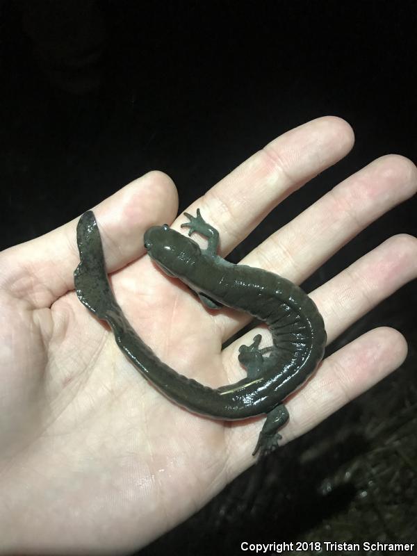 Small-mouthed Salamander (Ambystoma texanum)