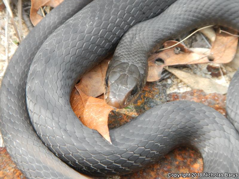 Brown-chinned Racer (Coluber constrictor helvigularis)