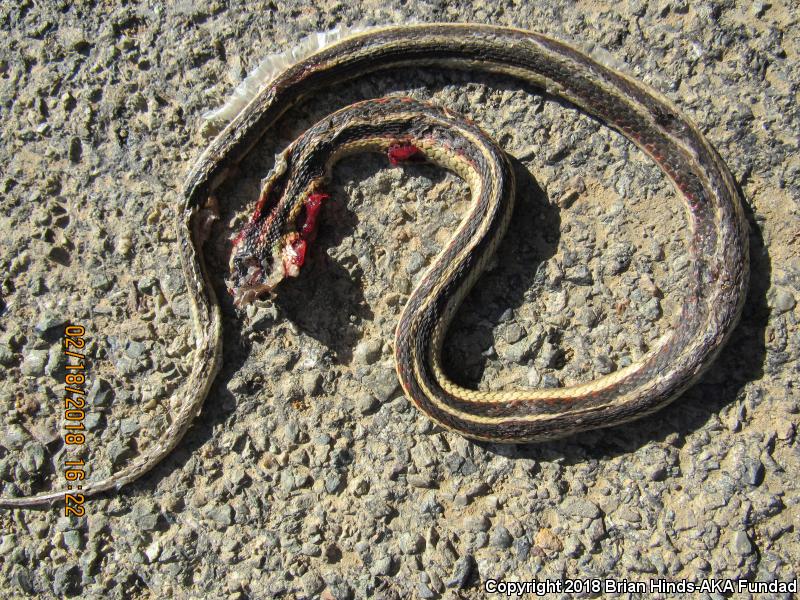 California Red-sided Gartersnake (Thamnophis sirtalis infernalis)