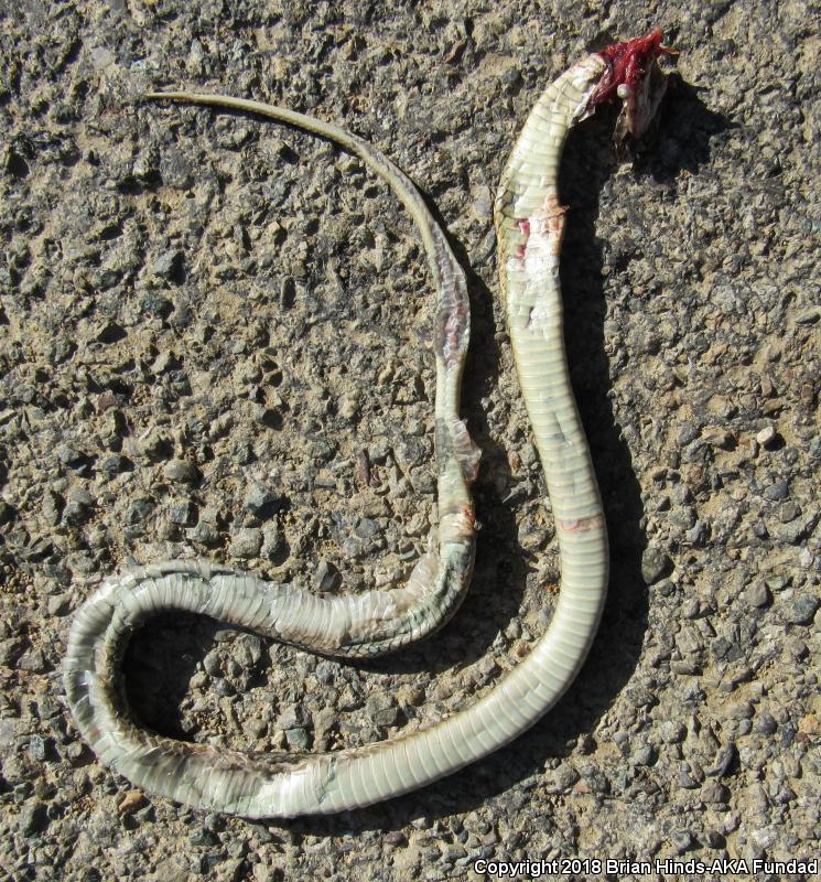 California Red-sided Gartersnake (Thamnophis sirtalis infernalis)