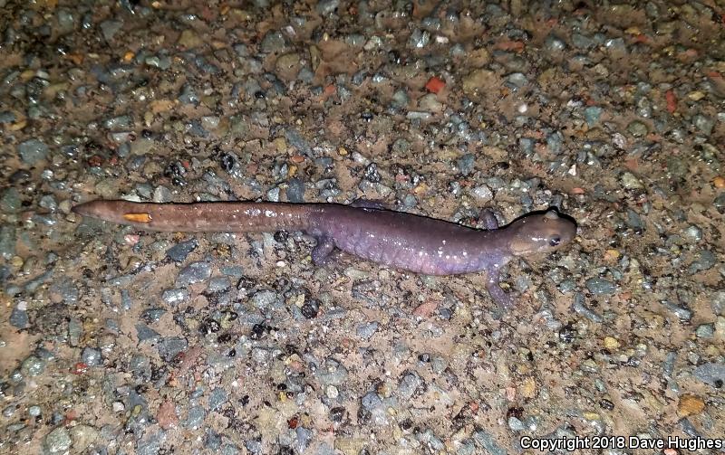 Jefferson Salamander (Ambystoma jeffersonianum)