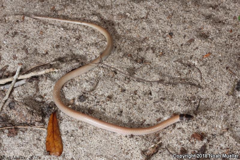 Central Florida Crowned Snake (Tantilla relicta neilli)