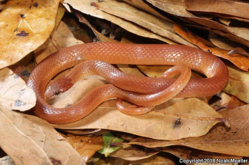 Pine Woods Littersnake (Rhadinaea flavilata)