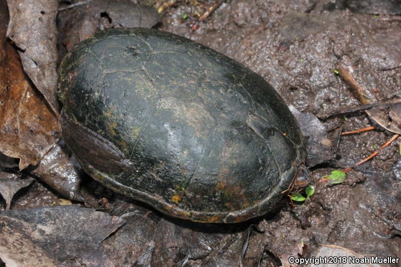 Eastern Mud Turtle (Kinosternon subrubrum subrubrum)