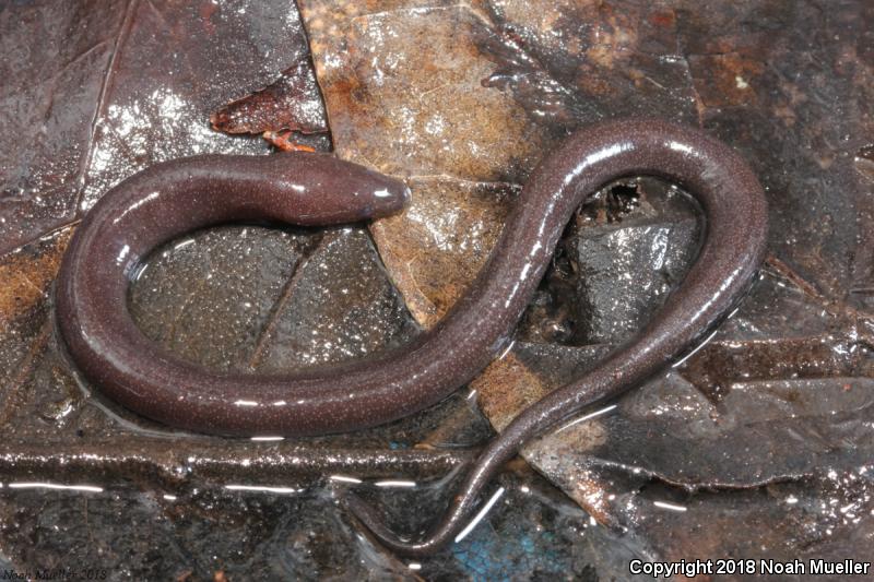 One-toed Amphiuma (Amphiuma pholeter)