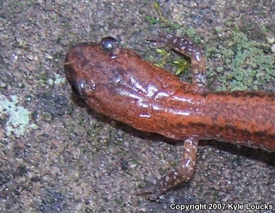 Eastern Red-backed Salamander (Plethodon cinereus)