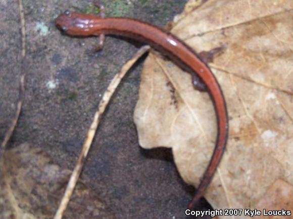 Eastern Red-backed Salamander (Plethodon cinereus)