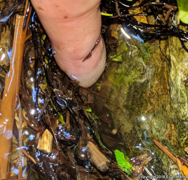 Southern Torrent Salamander (Rhyacotriton variegatus)