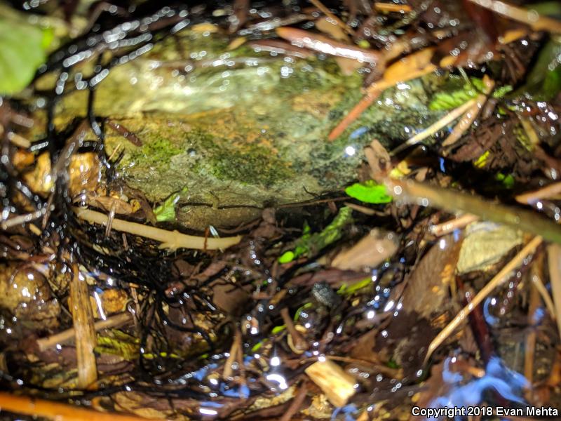 Southern Torrent Salamander (Rhyacotriton variegatus)