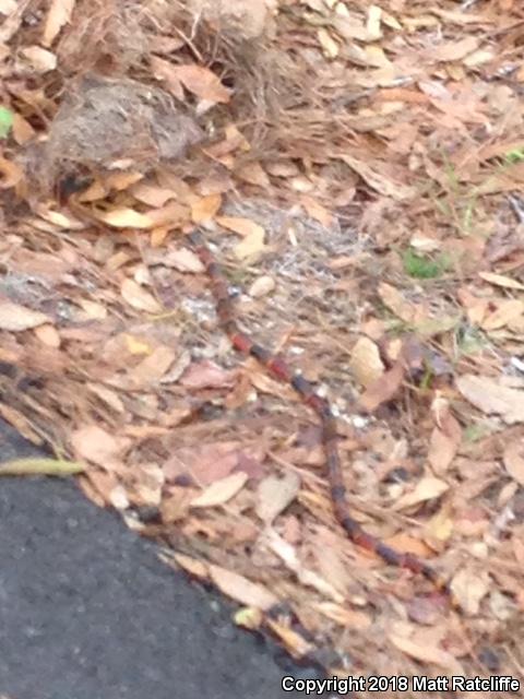 Eastern Coral Snake (Micrurus fulvius)