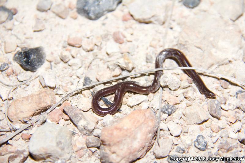 Mexican Threadsnake (Leptotyphlops humilis dugesii)