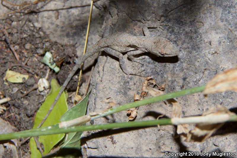 Clouded Anole (Anolis nebulosus)