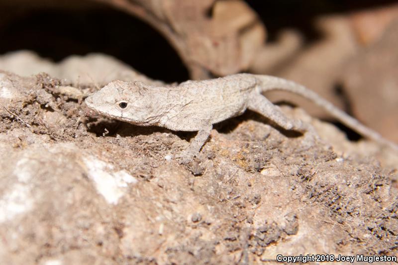 Clouded Anole (Anolis nebulosus)