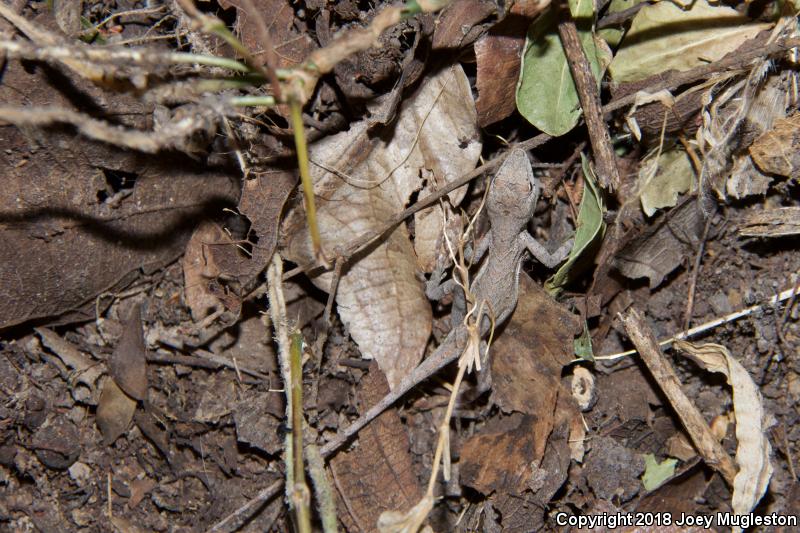 Clouded Anole (Anolis nebulosus)