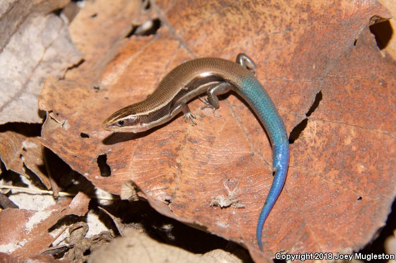 Mountain Skink (Plestiodon callicephalus)