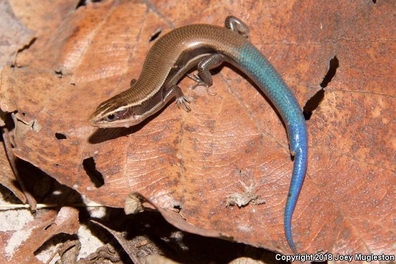 Mountain Skink (Plestiodon callicephalus)