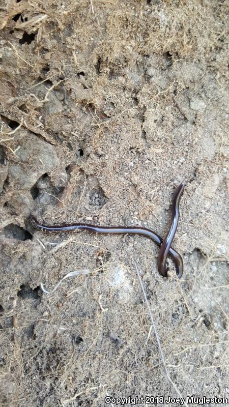 Mexican Threadsnake (Leptotyphlops humilis dugesii)