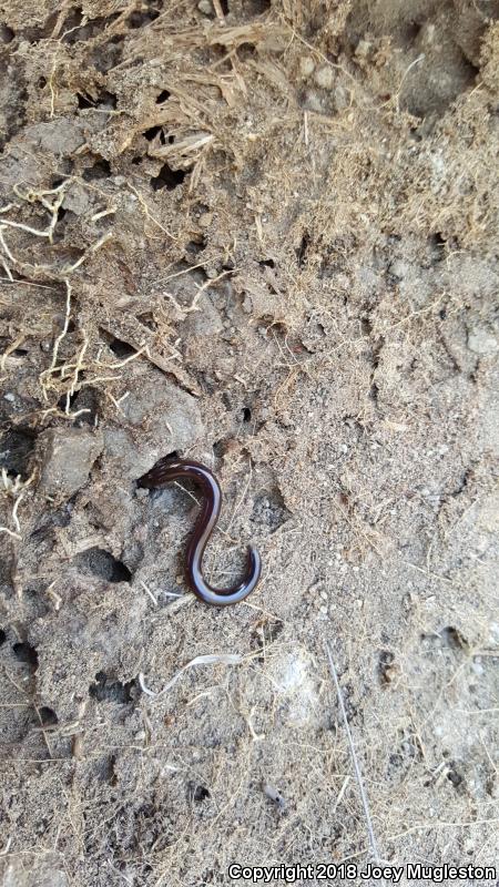 Mexican Threadsnake (Leptotyphlops humilis dugesii)