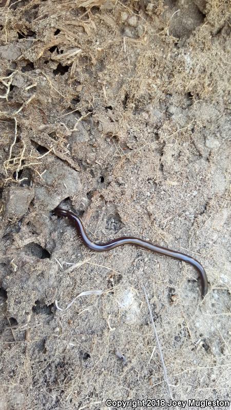 Mexican Threadsnake (Leptotyphlops humilis dugesii)