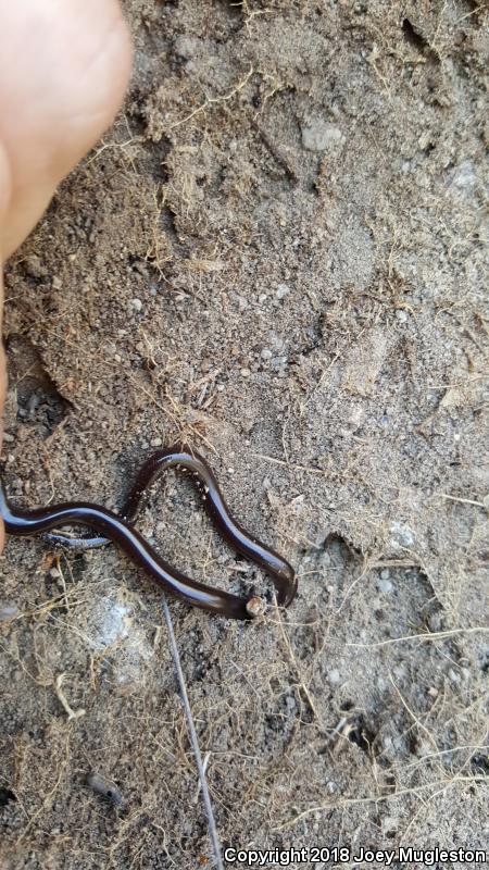 Mexican Threadsnake (Leptotyphlops humilis dugesii)