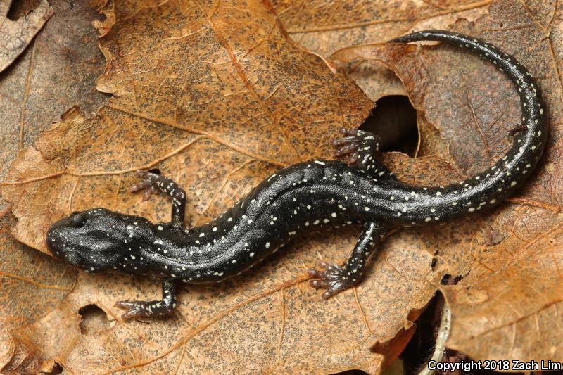 Speckled Black Salamander (Aneides flavipunctatus flavipunctatus)