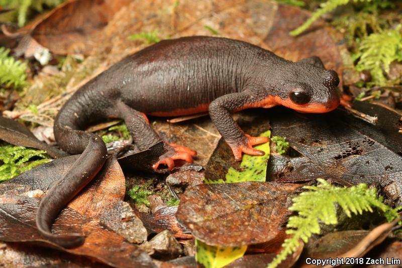 Red-bellied Newt (Taricha rivularis)