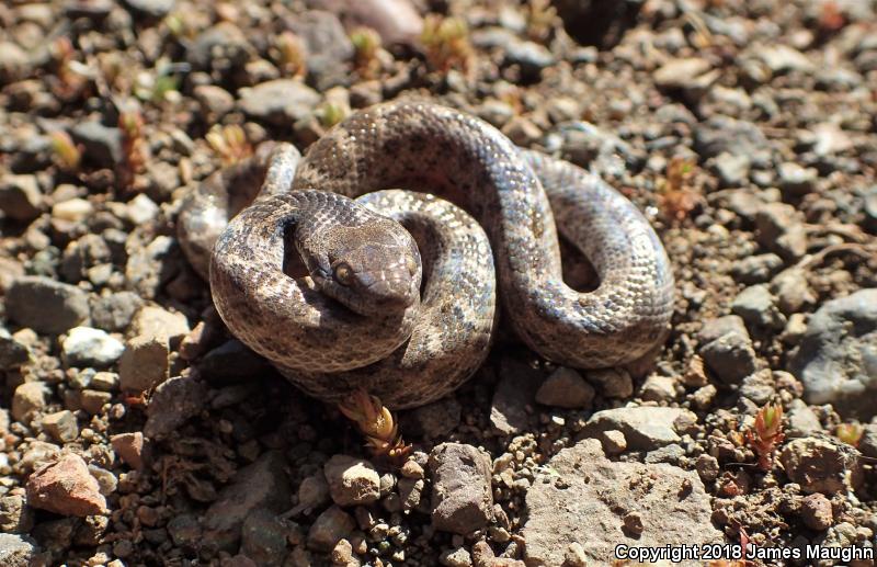 California Nightsnake (Hypsiglena ochrorhyncha nuchalata)