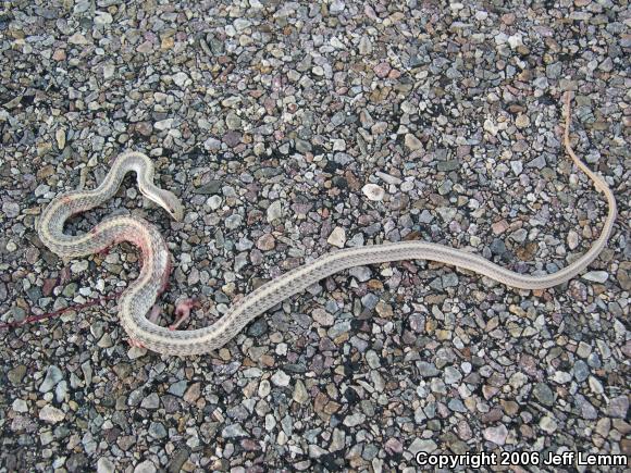 Desert Patch-nosed Snake (Salvadora hexalepis hexalepis)