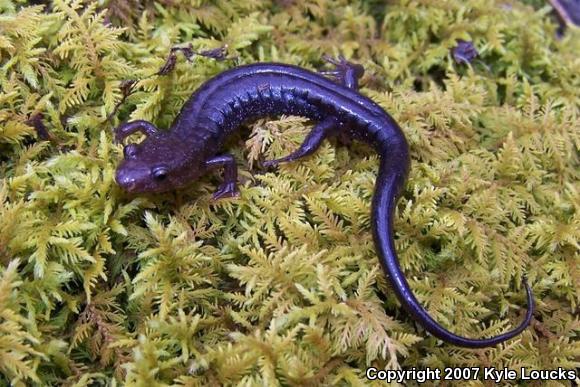 Allegheny Mountain Dusky Salamander (Desmognathus ochrophaeus)