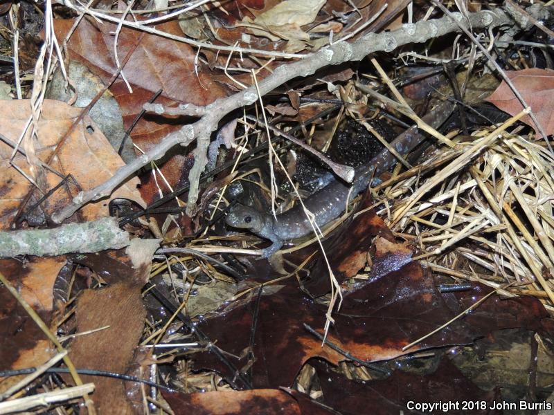 Jefferson Salamander (Ambystoma jeffersonianum)