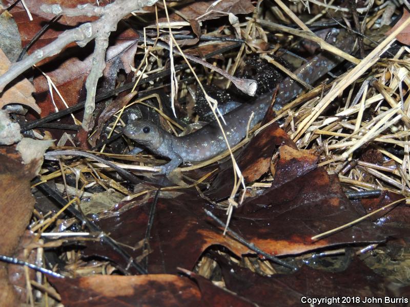 Jefferson Salamander (Ambystoma jeffersonianum)