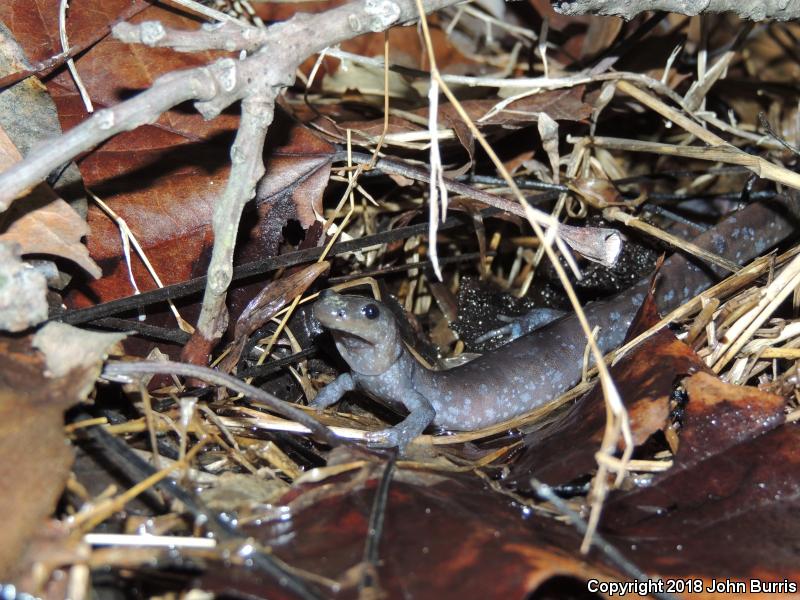 Jefferson Salamander (Ambystoma jeffersonianum)