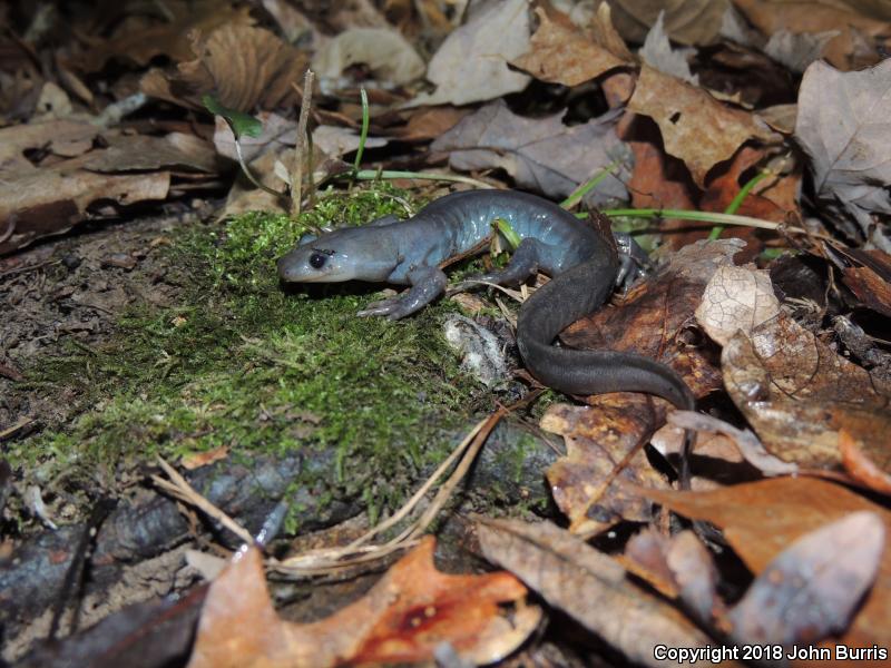 Jefferson Salamander (Ambystoma jeffersonianum)