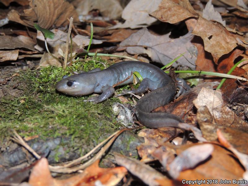 Jefferson Salamander (Ambystoma jeffersonianum)