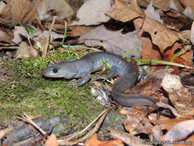 Jefferson Salamander (Ambystoma jeffersonianum)