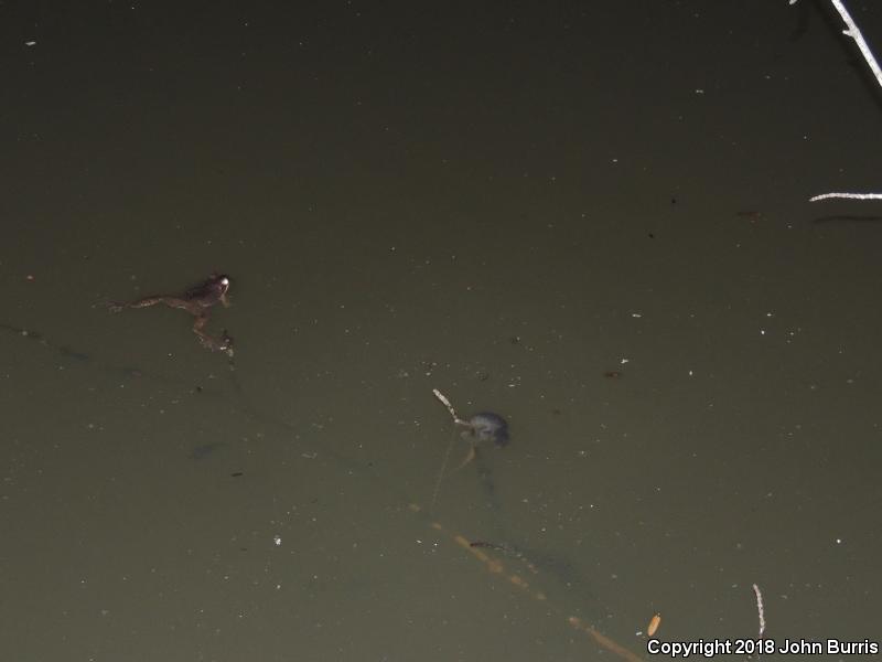 Jefferson Salamander (Ambystoma jeffersonianum)