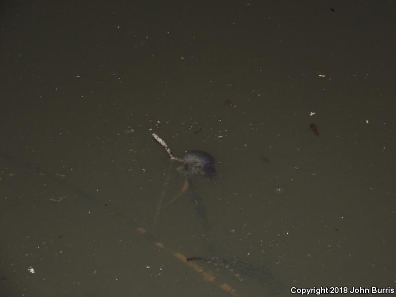 Jefferson Salamander (Ambystoma jeffersonianum)