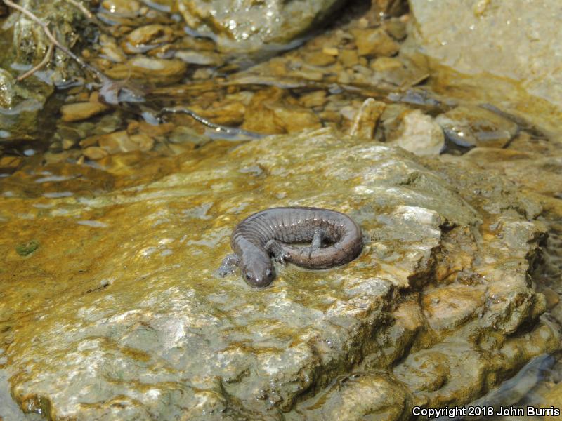 Streamside Salamander (Ambystoma barbouri)