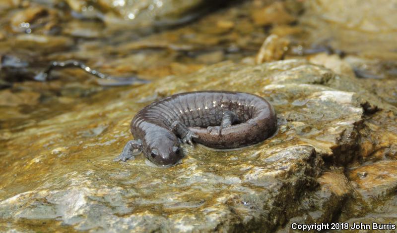 Streamside Salamander (Ambystoma barbouri)