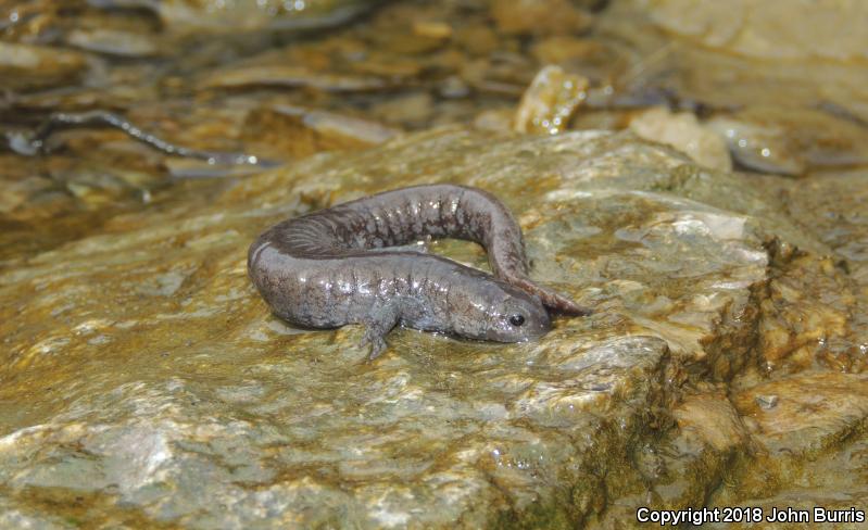 Streamside Salamander (Ambystoma barbouri)