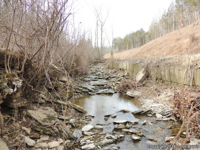 Streamside Salamander (Ambystoma barbouri)