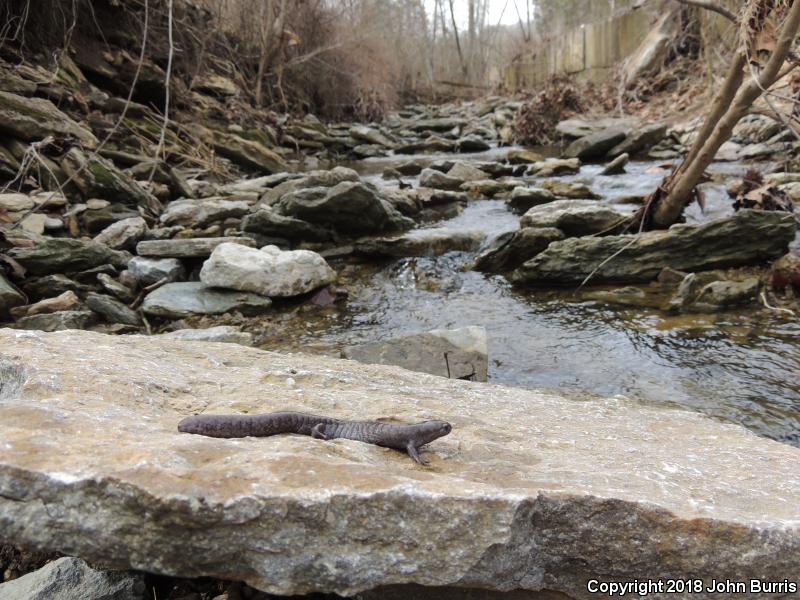 Streamside Salamander (Ambystoma barbouri)