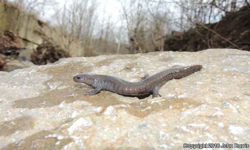 Streamside Salamander (Ambystoma barbouri)