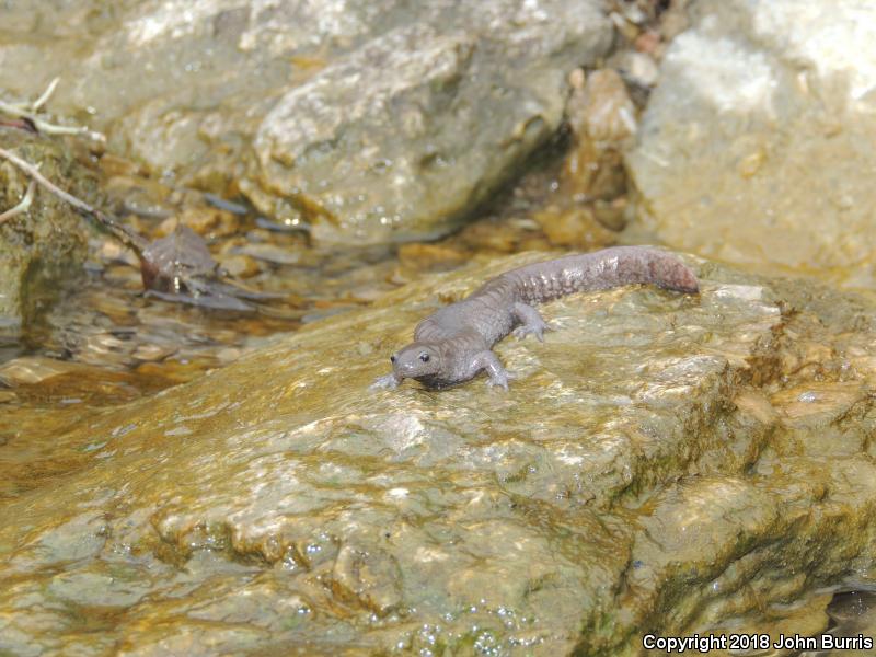 Streamside Salamander (Ambystoma barbouri)