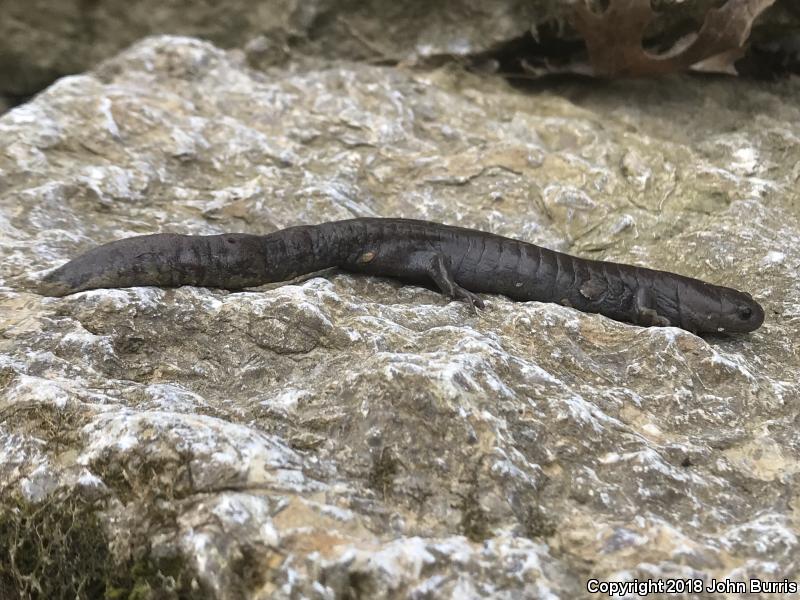 Streamside Salamander (Ambystoma barbouri)