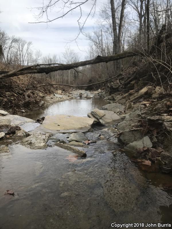 Streamside Salamander (Ambystoma barbouri)