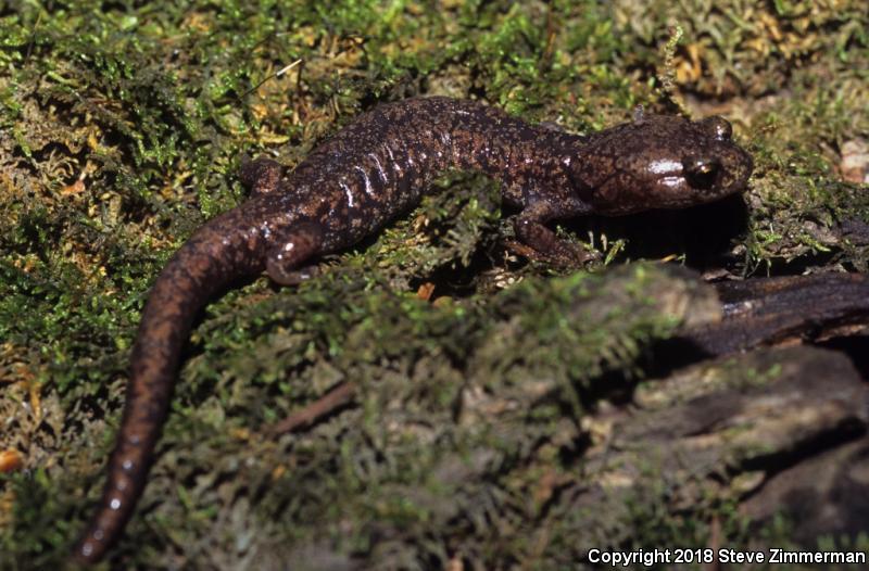 Sacramento Mountains Salamander (Aneides hardii)