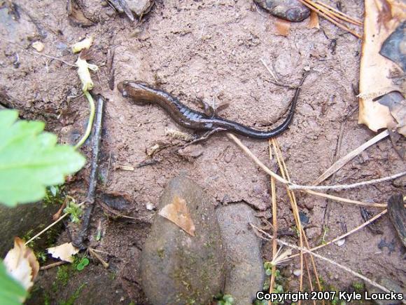 Allegheny Mountain Dusky Salamander (Desmognathus ochrophaeus)